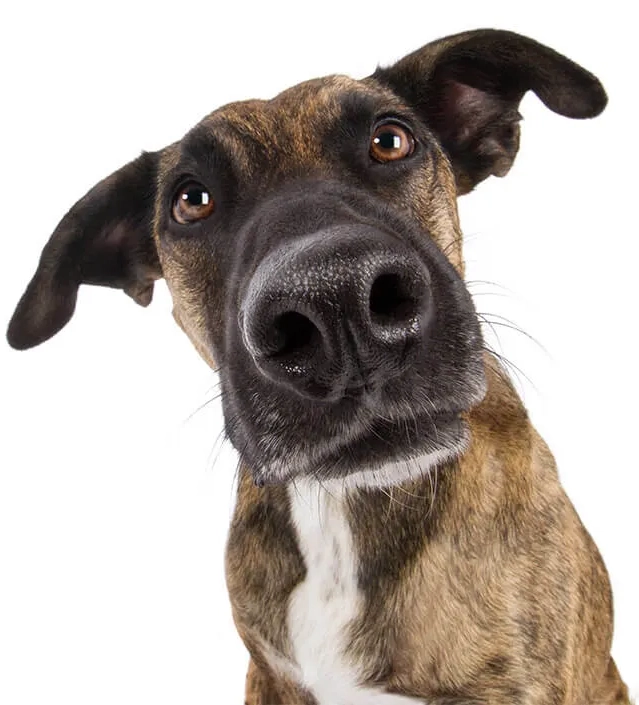 Curious brown dog looking closely at something