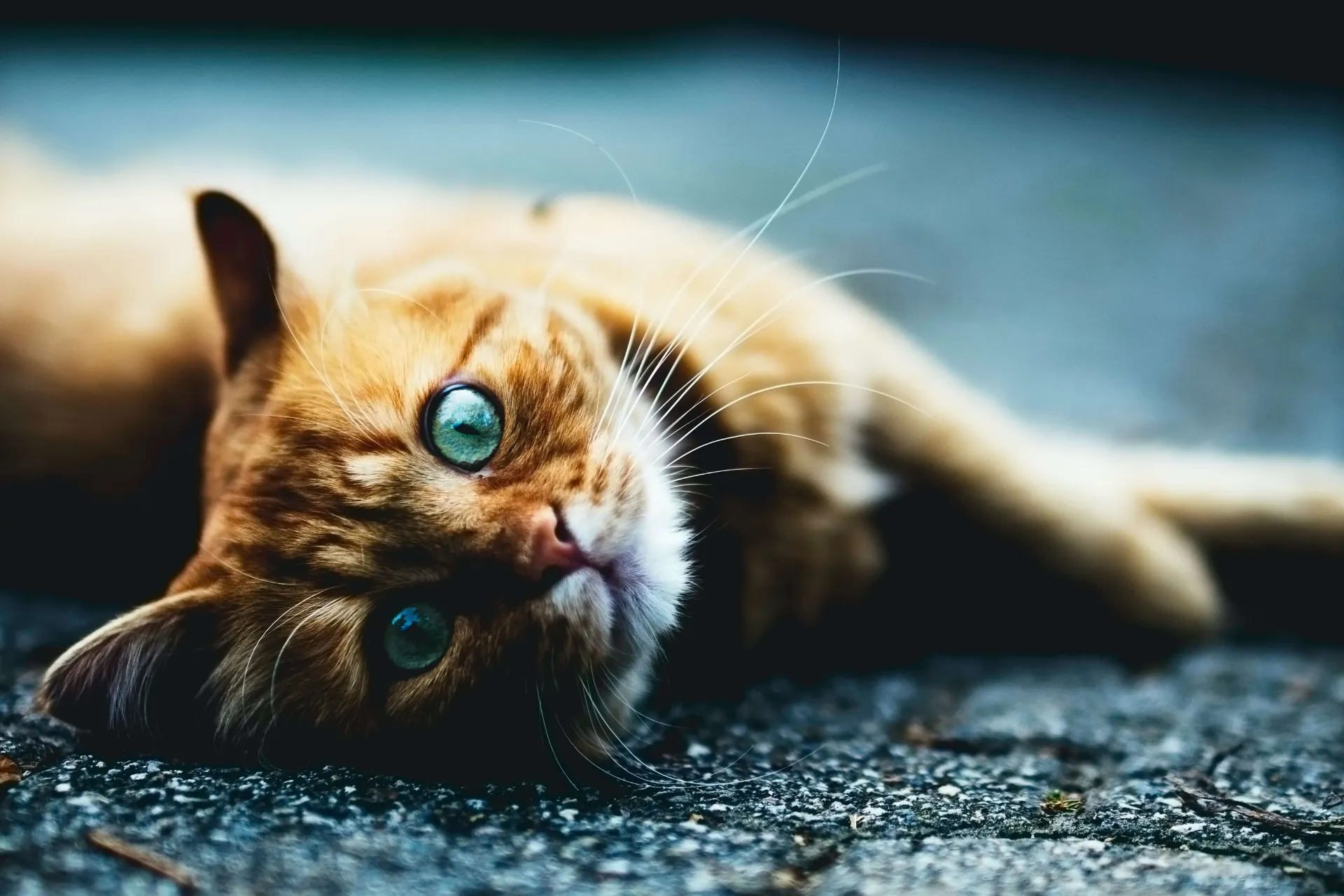 Orange cat with blue eyes