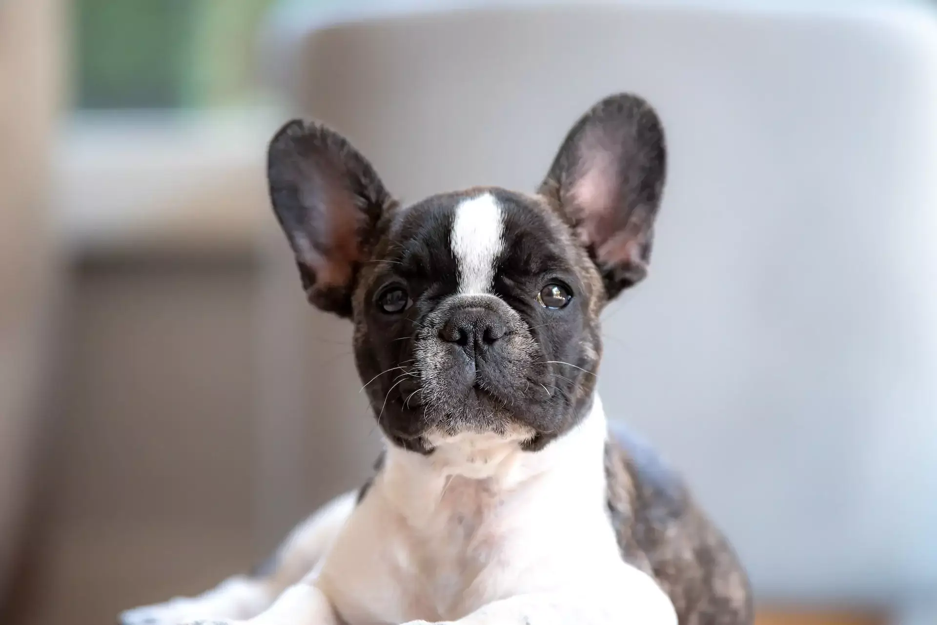 Black and white french bulldog