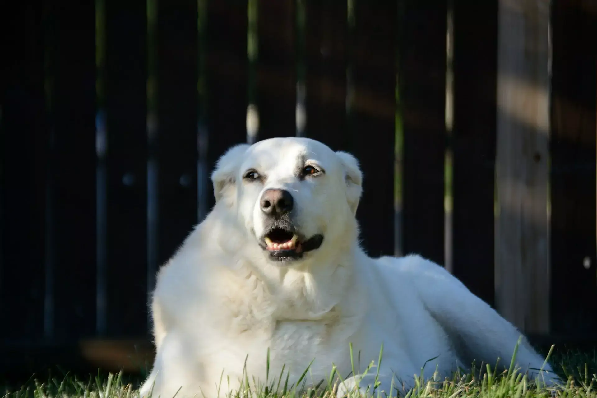 Great Pyrenees dog with white fur