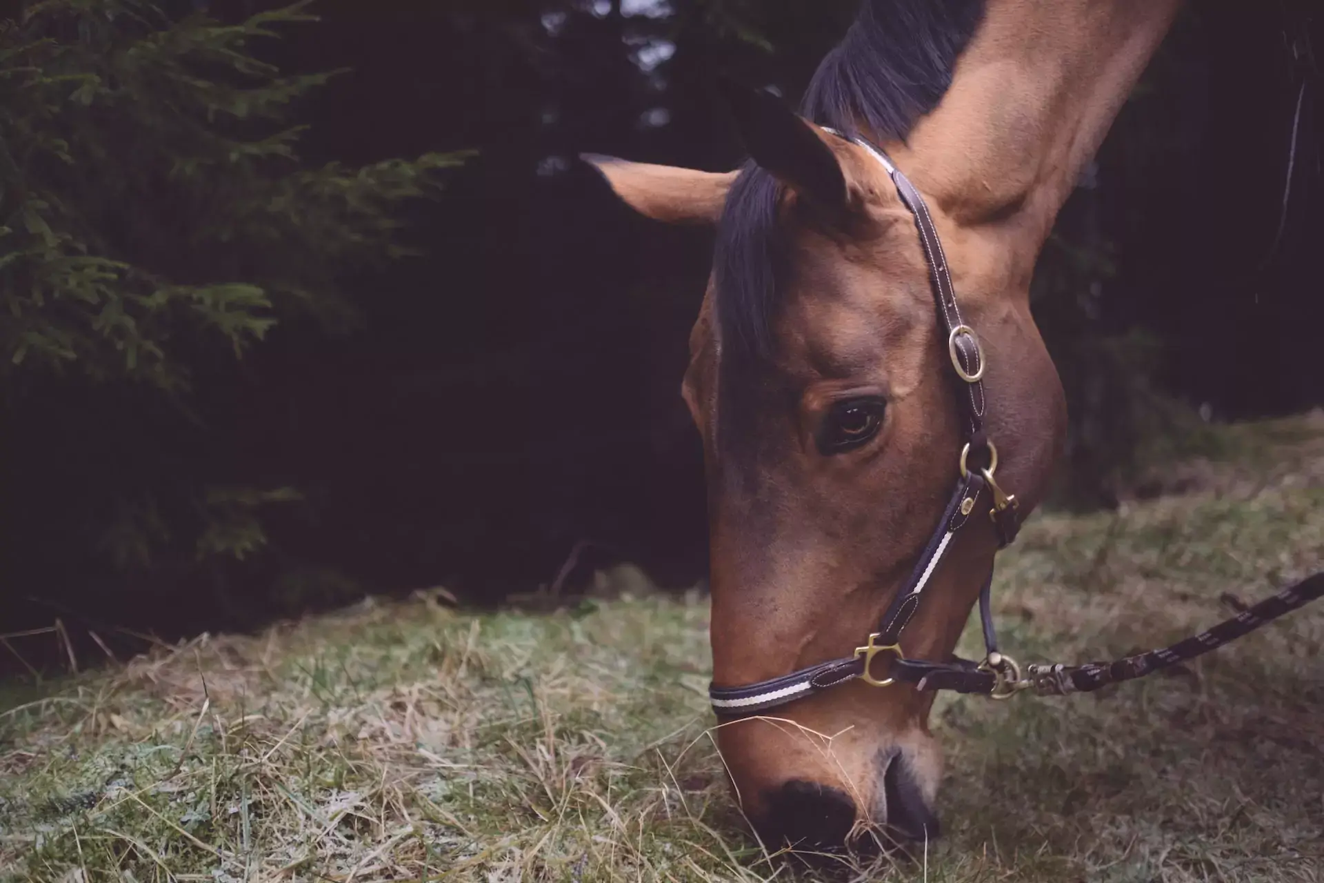 brown horse with its head down eating
