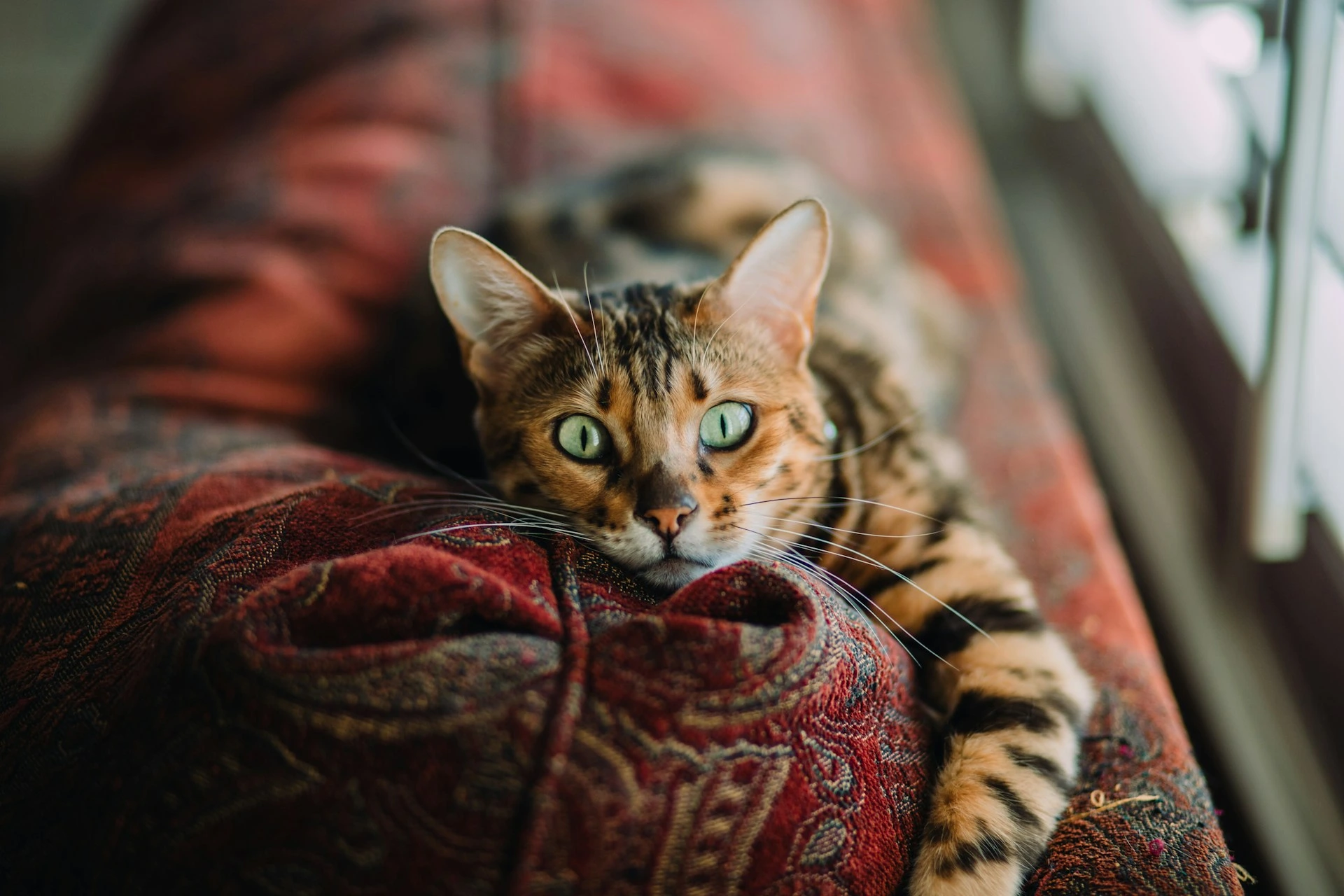 A Bengal cat rests its chin on a red patterned cushion.