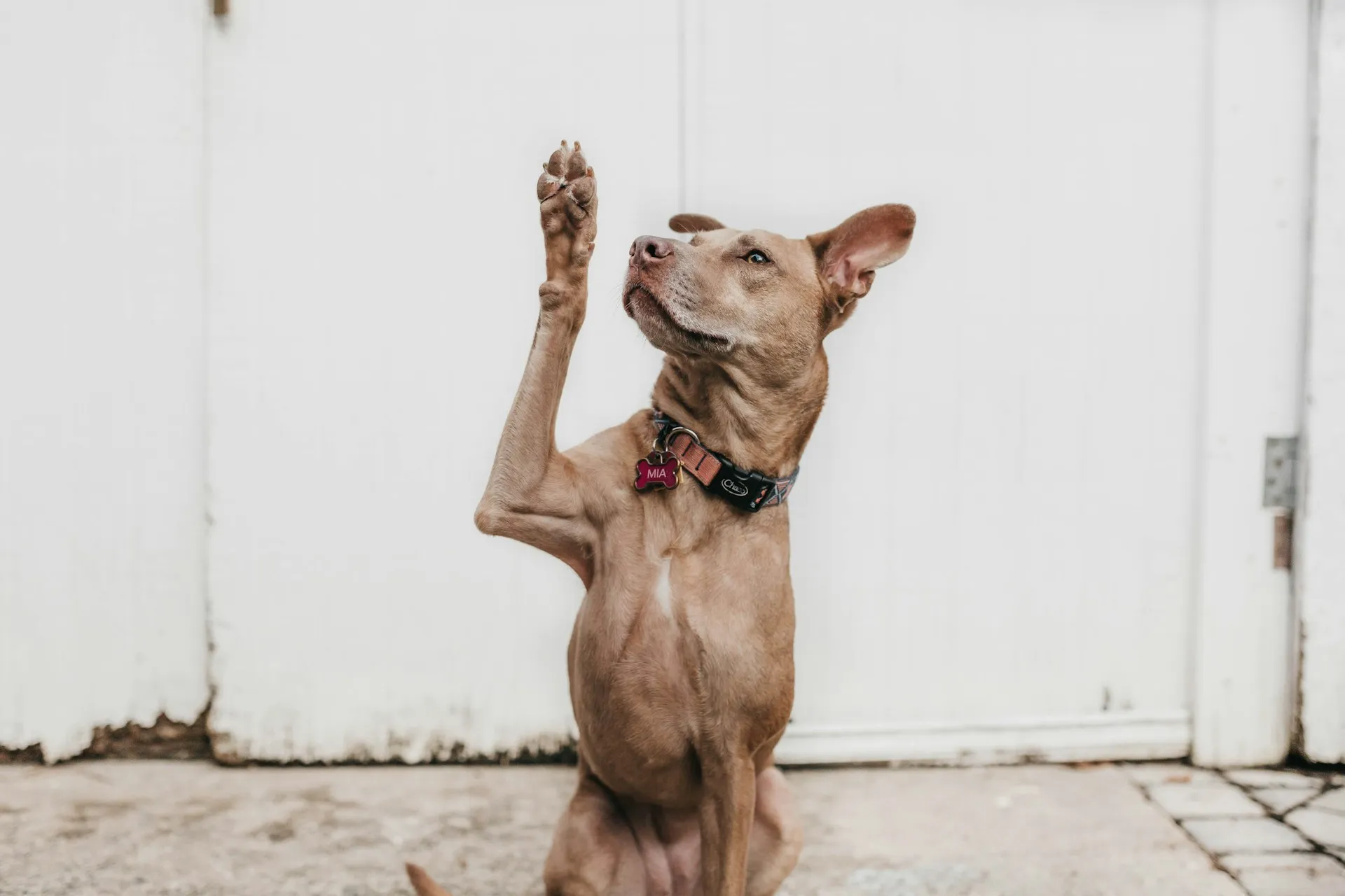A tan, short-haired dog sits against a white door, holding its front paw high in the air.