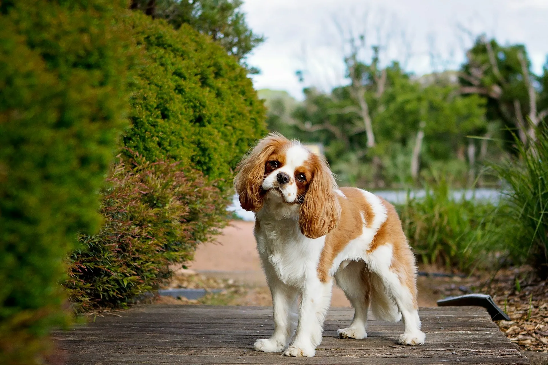 A Cavalier King Charles Spaniel stands on a wooden path against a lush green garden backdrop.