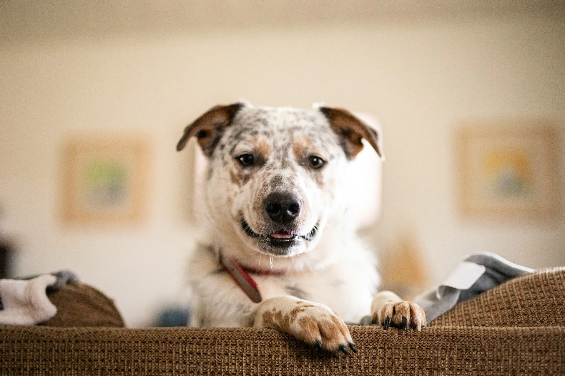 A white and tan dog mix peeks over the back of a brown sofa.