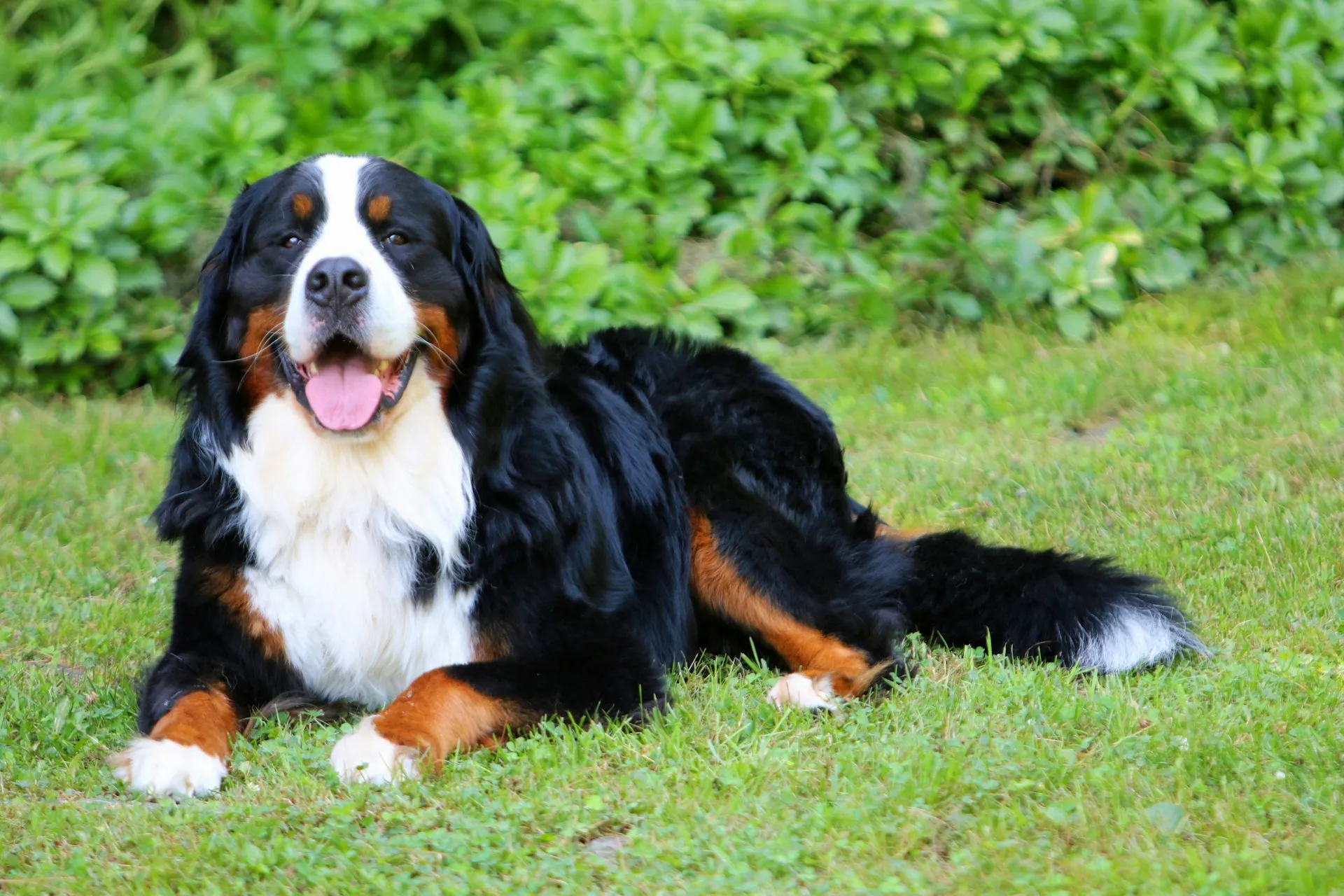 A Bernese Mountain Dog lies on a green lawn.