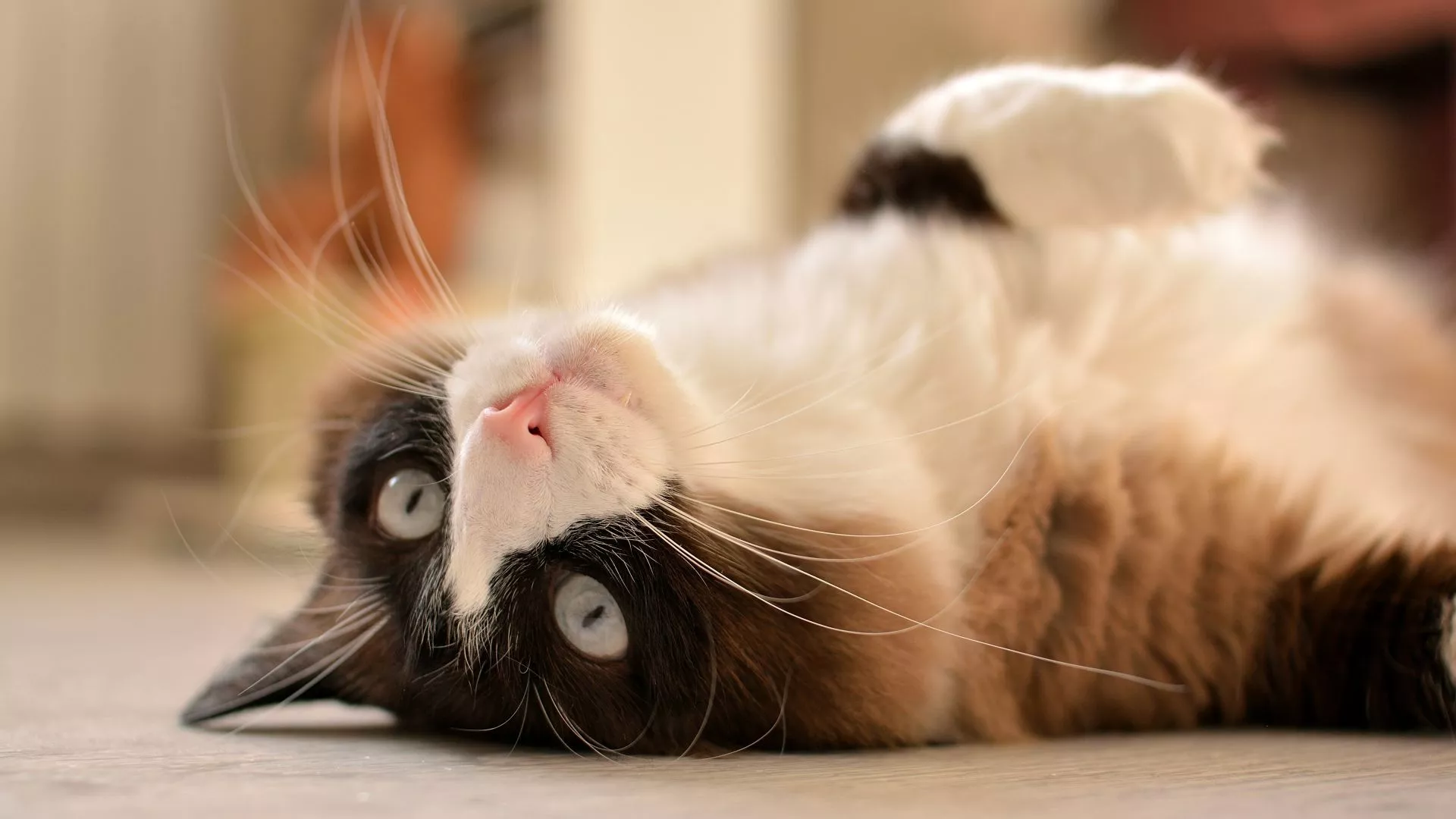 A fluffy Ragdoll cat lies playfully on its back, looking at the camera with its head tilted upside down.