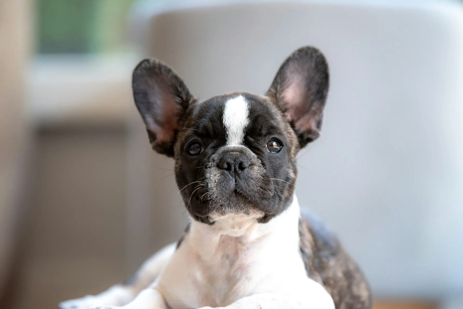 A close-up of a French Bulldog puppy.
