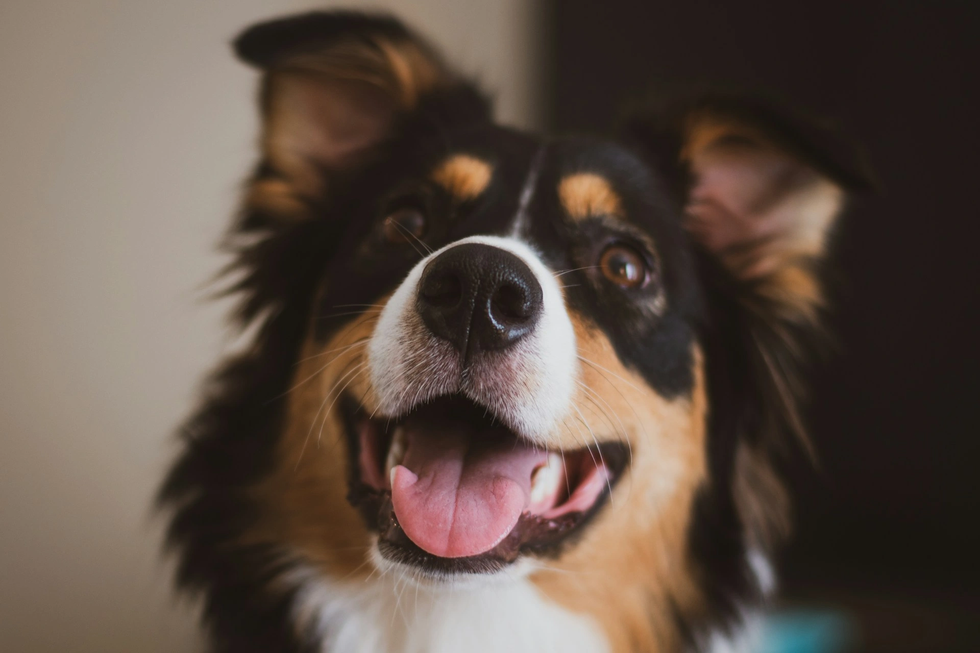 A close-up of a tricolor Australian Shepherd with an open-mouthed smile.