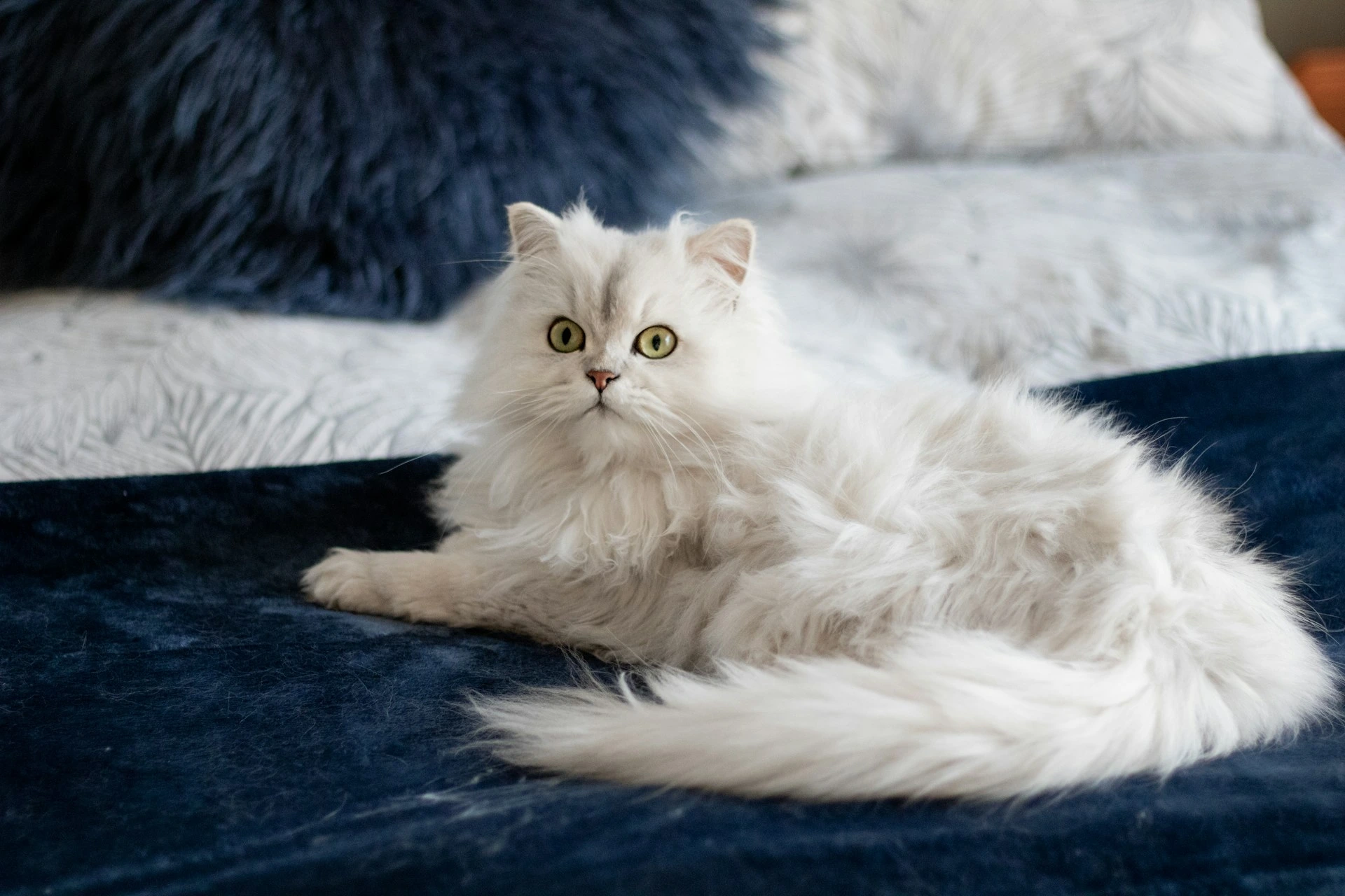 A Persian cat lies on a dark blue velvet blanket.