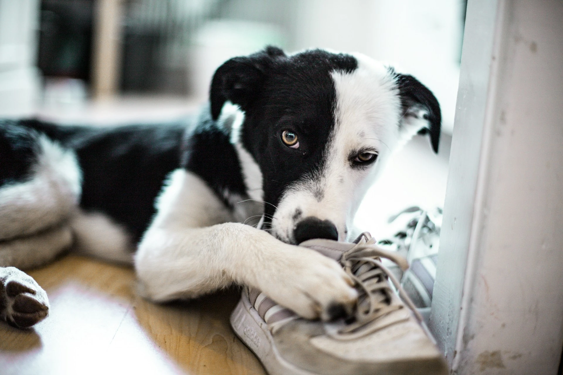A border collie puppy lies on a wooden floor, playfully chewing on a grey sneaker.