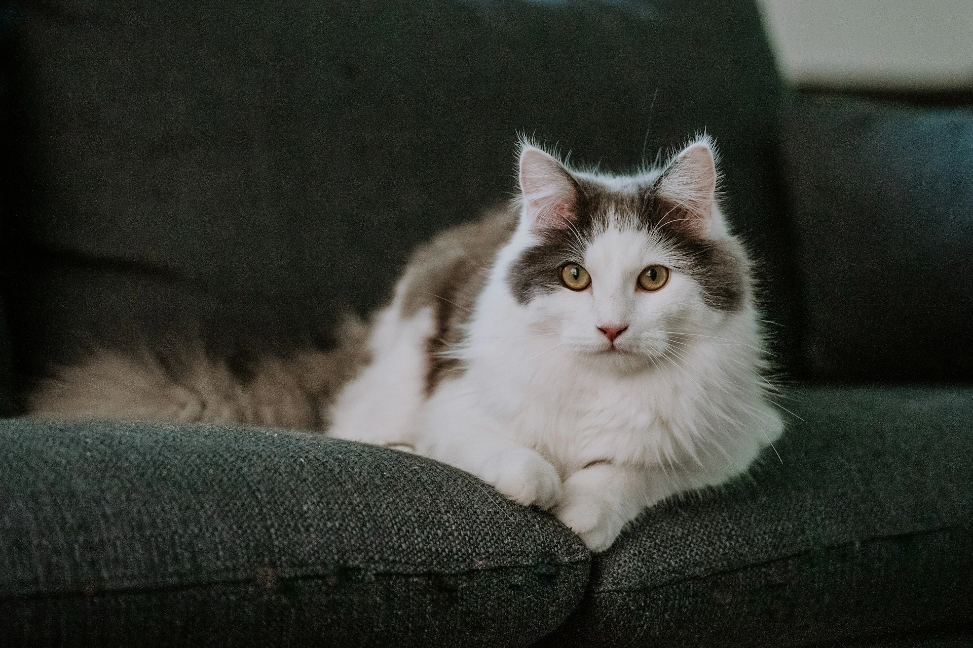 A fluffy cat sits on a dark grey sofa, looking directly at the camera.