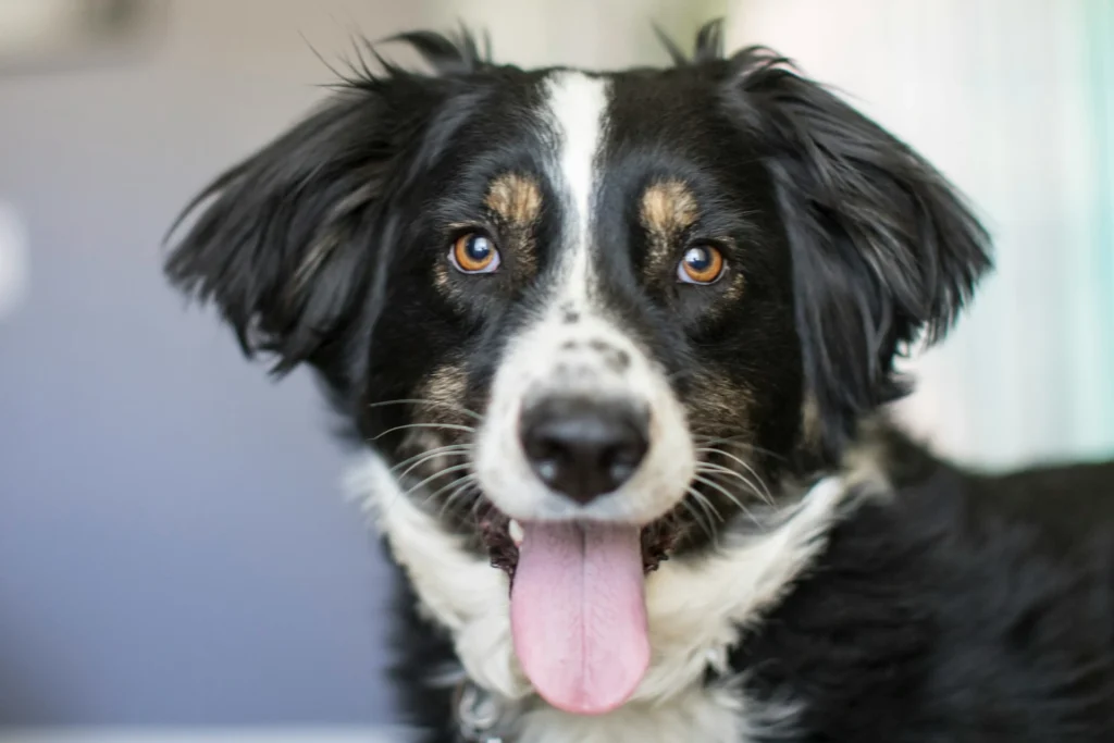 A dog with fluffy black looking directly at the camera.