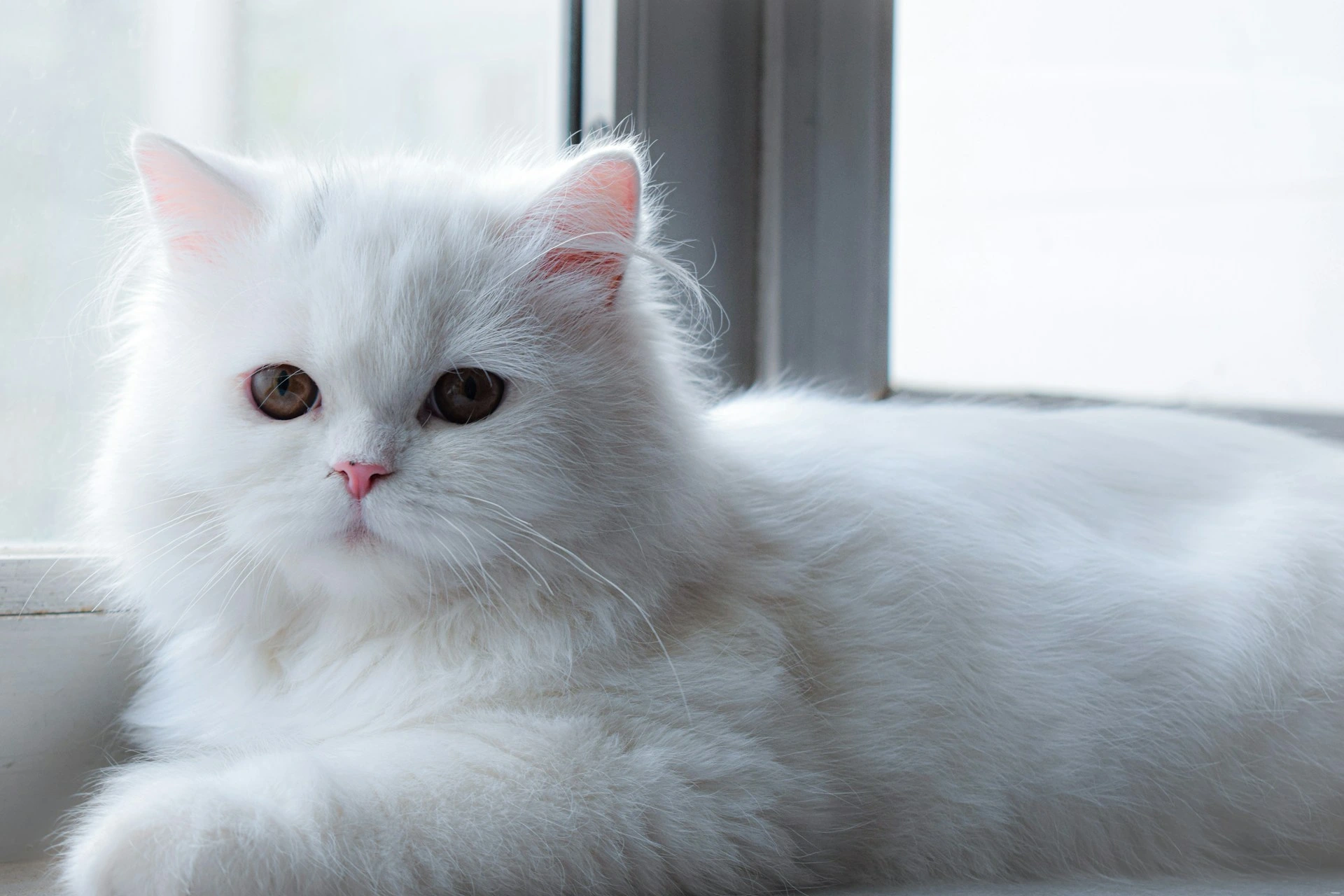 A white cat sits by a window, looking toward the camera.