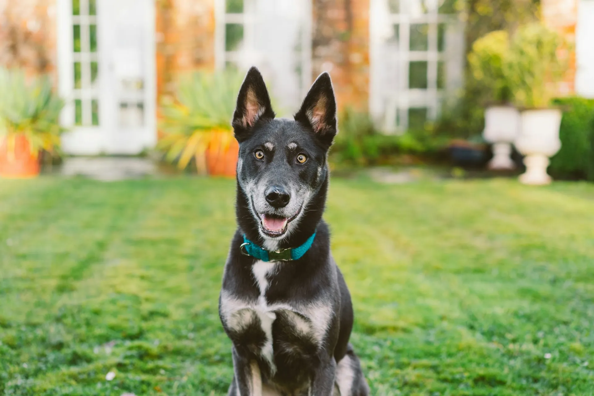A black and tan mixed-breed dog sits on a green lawn.