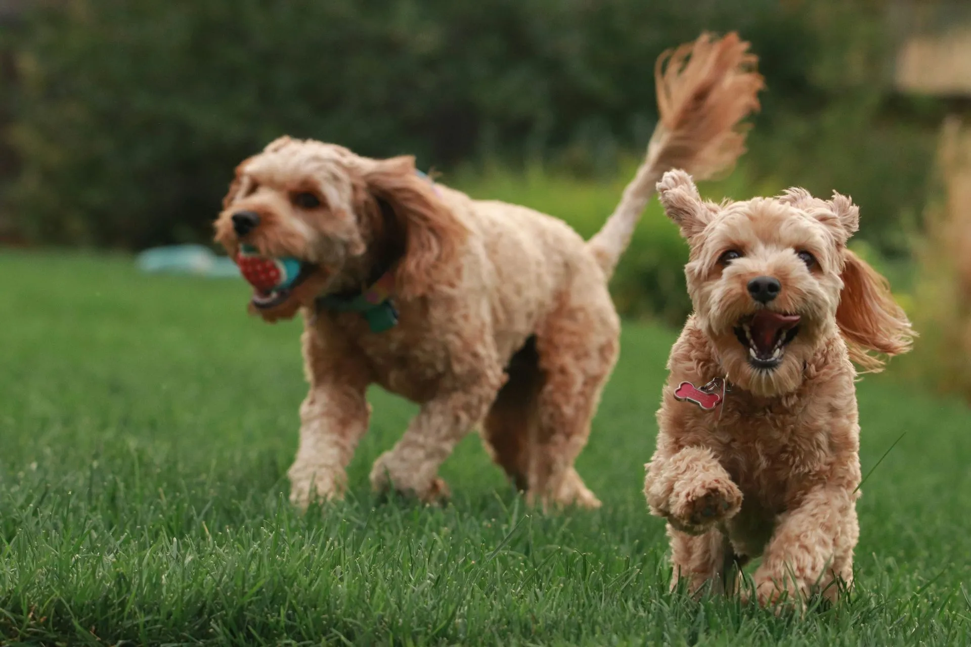 Two golden-colored dogs run across a green lawn; one carries a ball in its mouth while the other leaps.