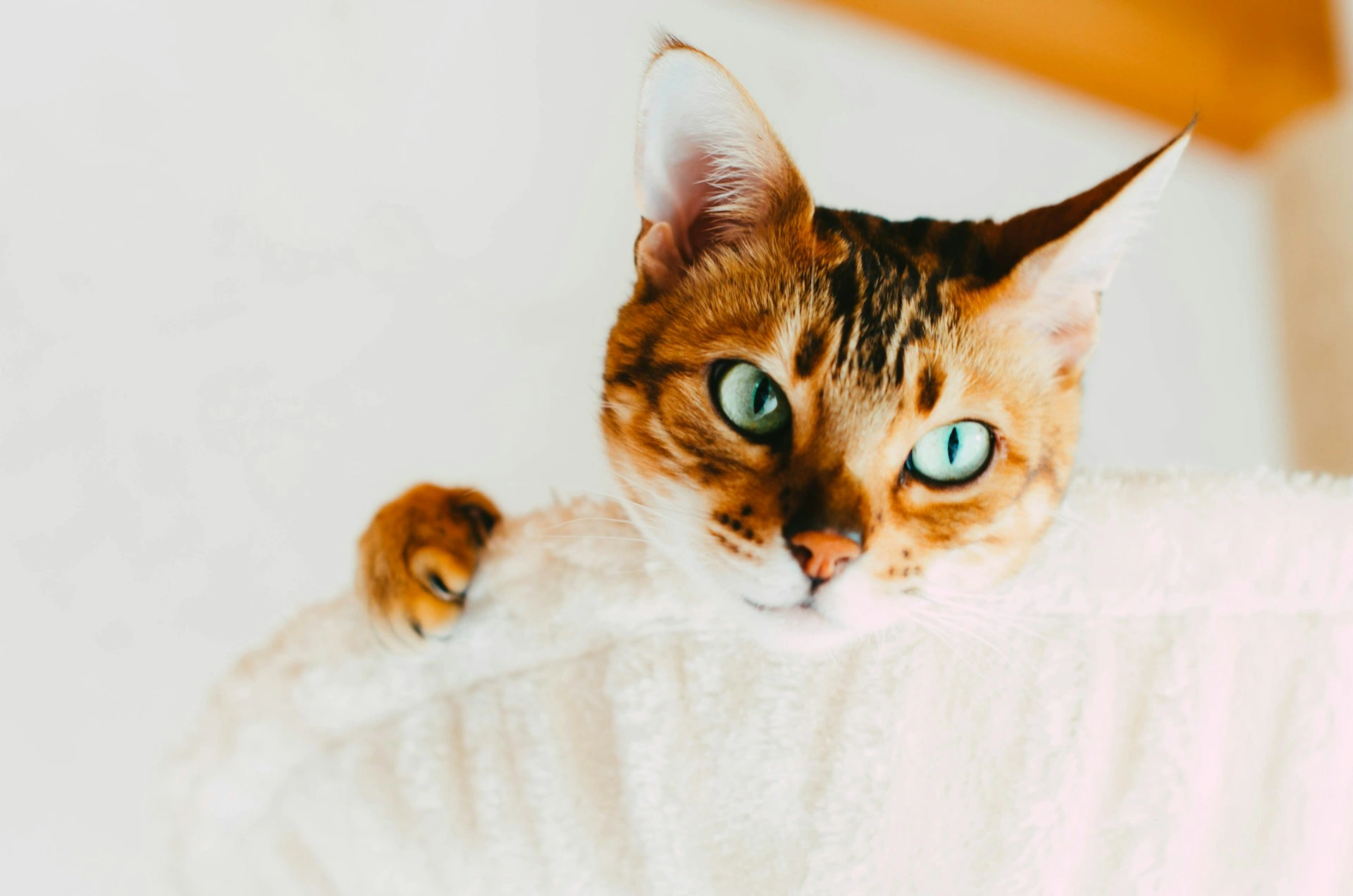 A Bengal cat peeks over the edge of a white, fuzzy cat tree with a curious and playful gaze.