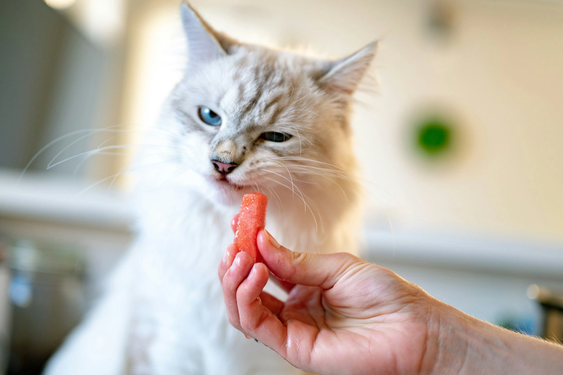 A white and grey cat leans in to sniff or taste a small piece of watermelon held out by a person.