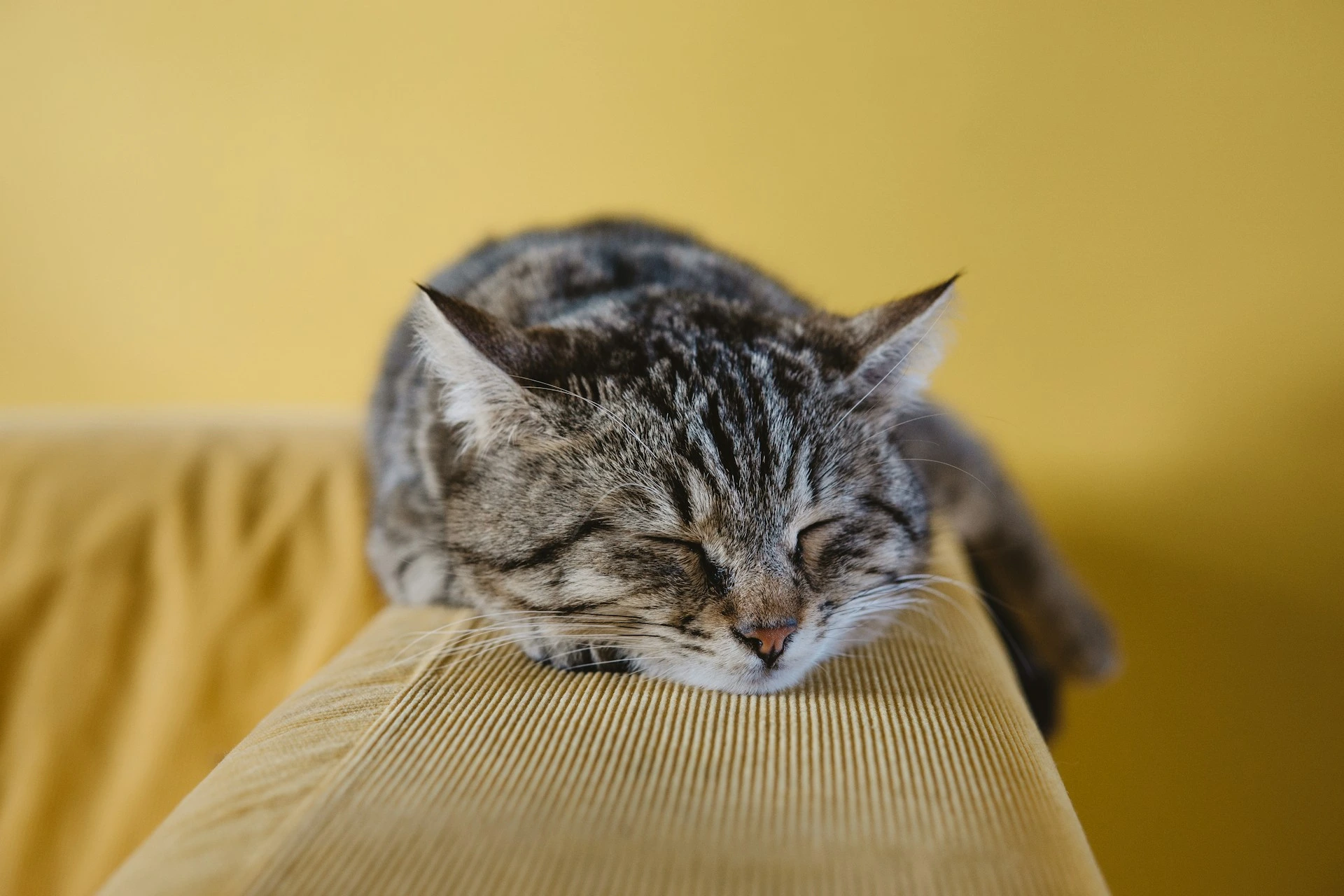 A brown tabby cat sleeps peacefully, resting its head on the arm of a mustard-yellow corduroy sofa against a matching yellow background.