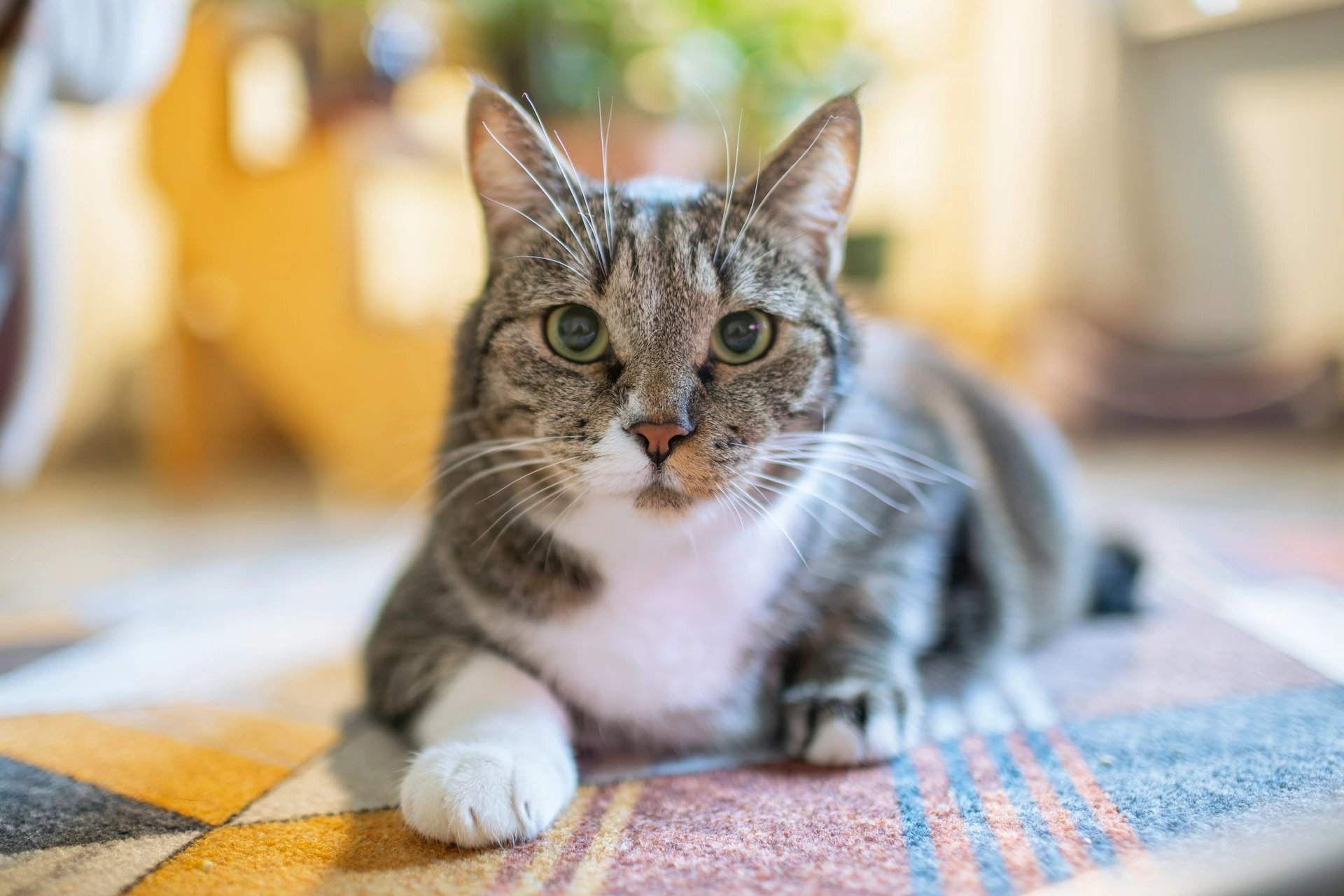 A grey and white tabby cat lies on a colorful patterned rug.